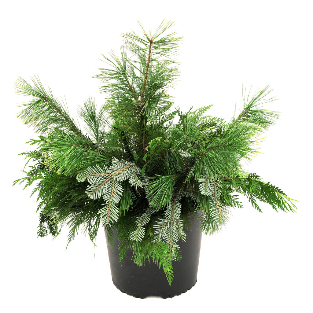 Urn Arrangement - Festive Greens Design