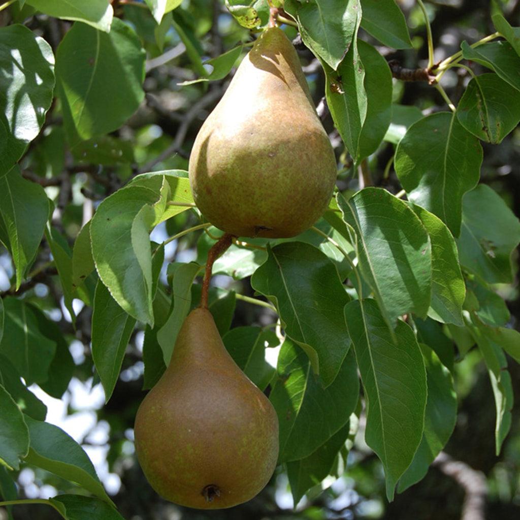 Summercrisp Pear Semi-Dwarf Tree