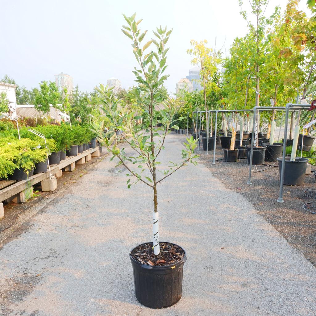 With its sweet and aromatic flavor, this classic apple variety is a true delight for apple enthusiasts. With growth options for both Dwarf and Semi-Dwarf varieties, this apple tree can reach heights of 12 to 15 feet or 14 to 18 feet, respectively, offering flexibility for different garden sizes. 