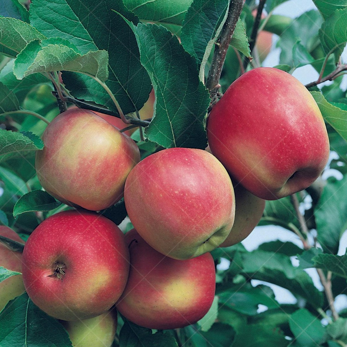 Pink Lady® Apple Dwarf Tree