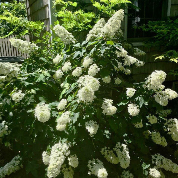 S48279-1024-1024-01_600x.jpg?v