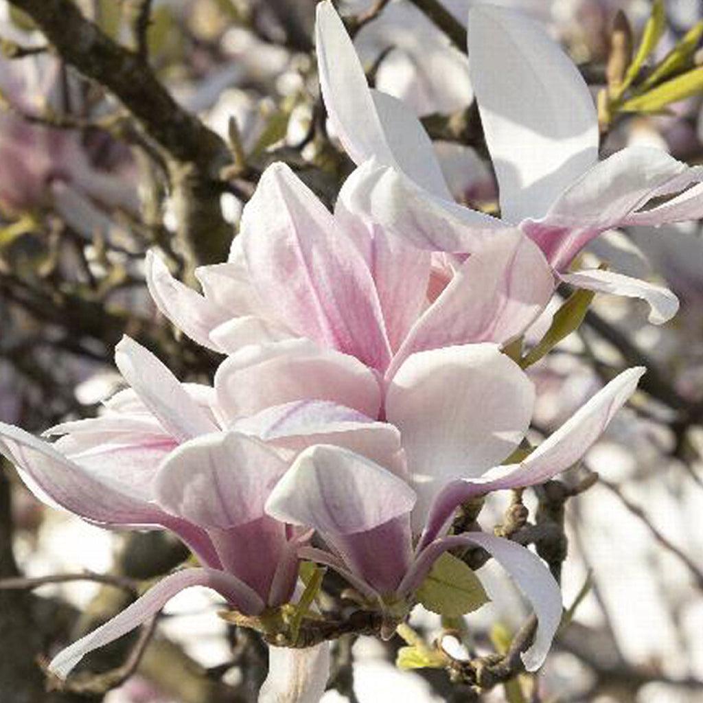 Alexandrina Saucer Magnolia