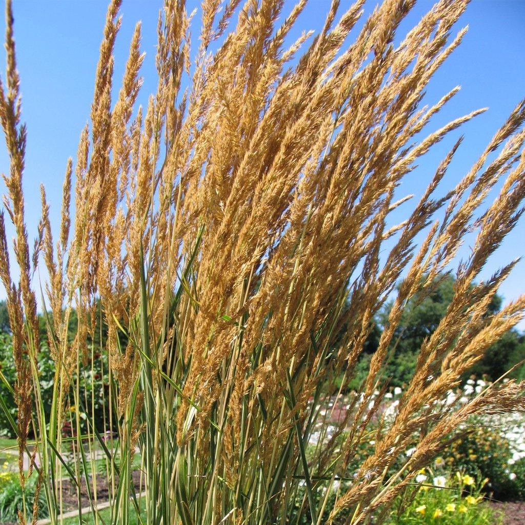 Elevate your landscapes and add eye-catching beauty with Avalanche Feather Reed Grass. Its elegant striped leaves and delicate silvery-tan flowers bring aesthetic charm to any space, while its clump-forming nature makes for easy maintenance. Perfect for adding a touch of grace and style to your garden.