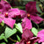 Introducing the captivating Polish Spirit Clematis, a versatile gem suitable for zones 5 to 12. Flourishing in full to partial sun, this beauty reaches a graceful height of 10 to 13 inches, making it a perfect fit for various spaces. Embrace its low-maintenance nature, as it stands strong against deer and rabbits, inviting the graceful dance of butterflies and hummingbirds.