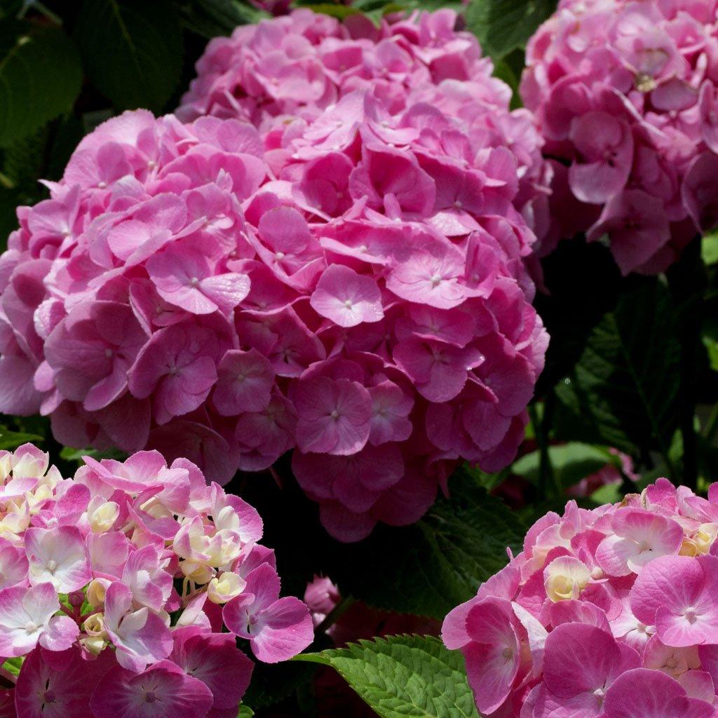 Let's Dance - Big Easy Bigleaf Hydrangea PW