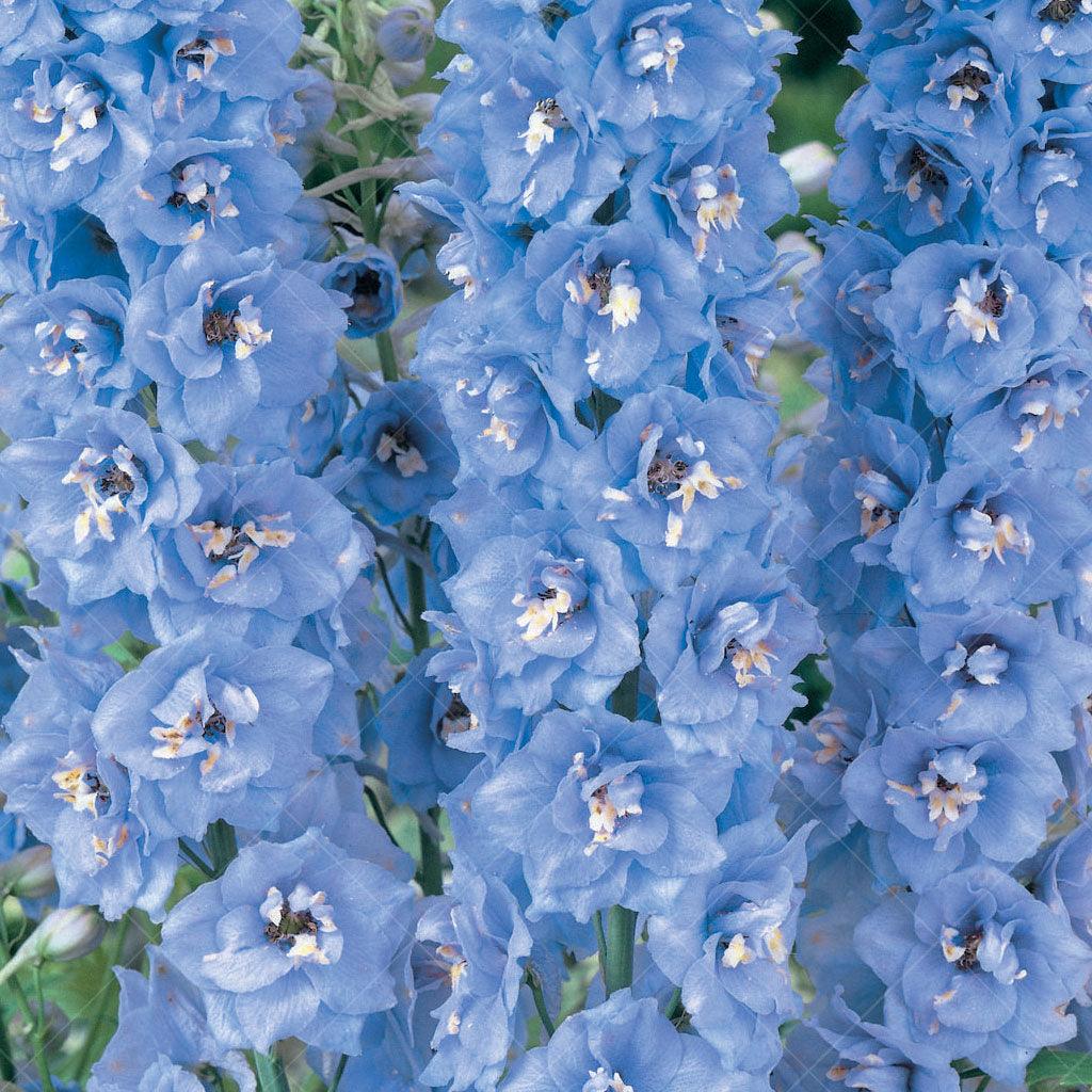 Magic Fountains Sky Blue White Bee Delphinium