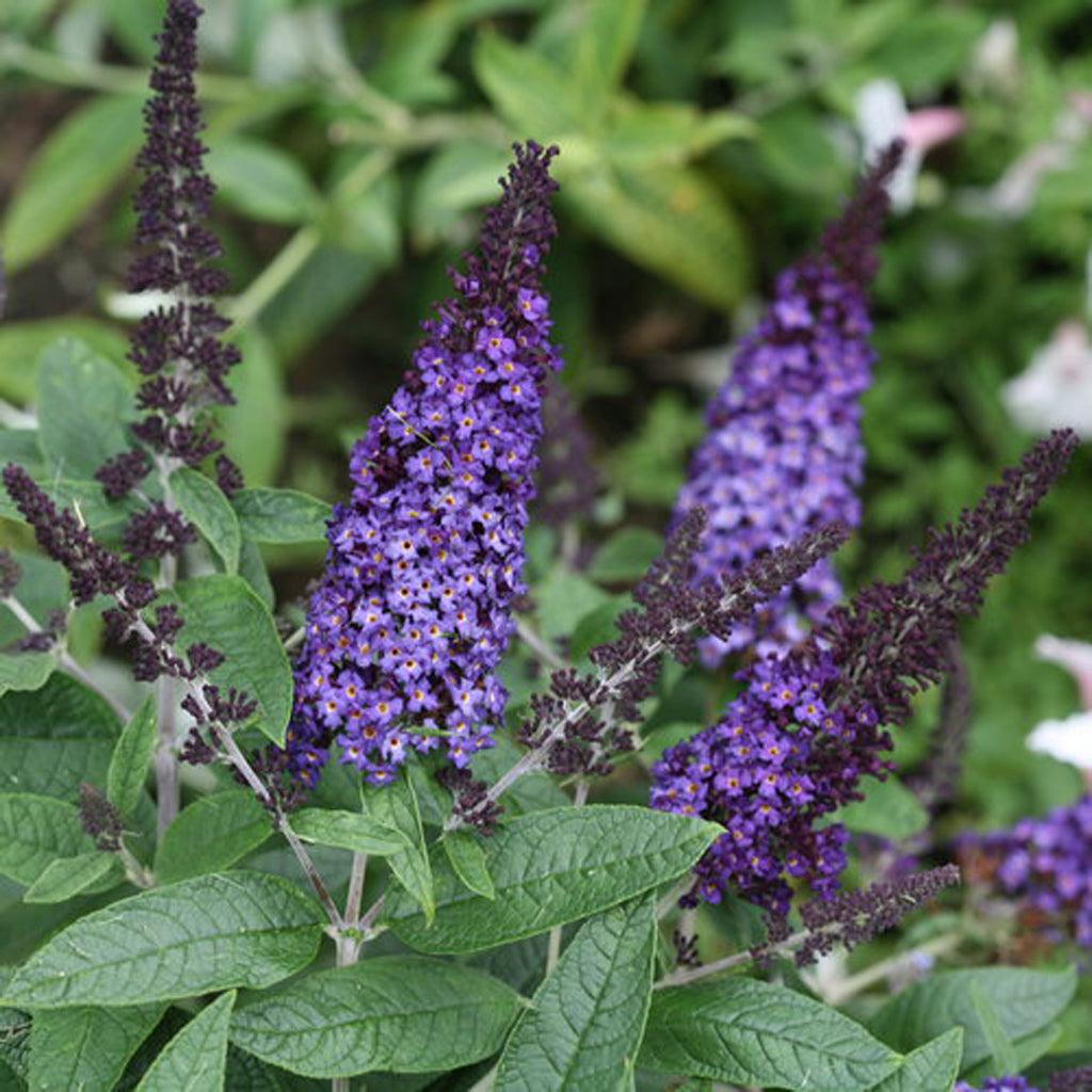 Pugster® Blue Butterfly Bush Pw® # 1 PW Cont