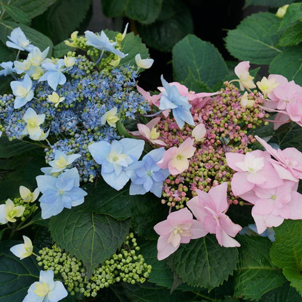 Tuff Stuff Ah-Ha® Mountain Hydrangea