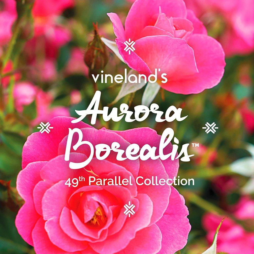 Aurora Borealis 49th Parallel Collection Rose  # 2 Container