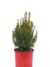 Dwarf Japanese Yew - Live Potted Christmas Tree - #2 XM