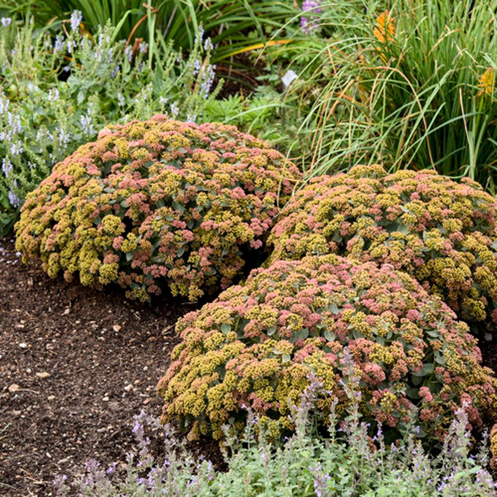 The plant features citron-green buds that open to reveal the soft, vibrant blooms in late summer, adding a splash of color to your garden. Not only is this Stonecrop visually appealing, but it also attracts beneficial pollinators such as bees and butterflies, contributing to a thriving ecosystem. Thriving in full sun, Rock 'N Grow® Coraljade Stonecrop prefers bright and sunny conditions that promote optimal growth and flowering.
