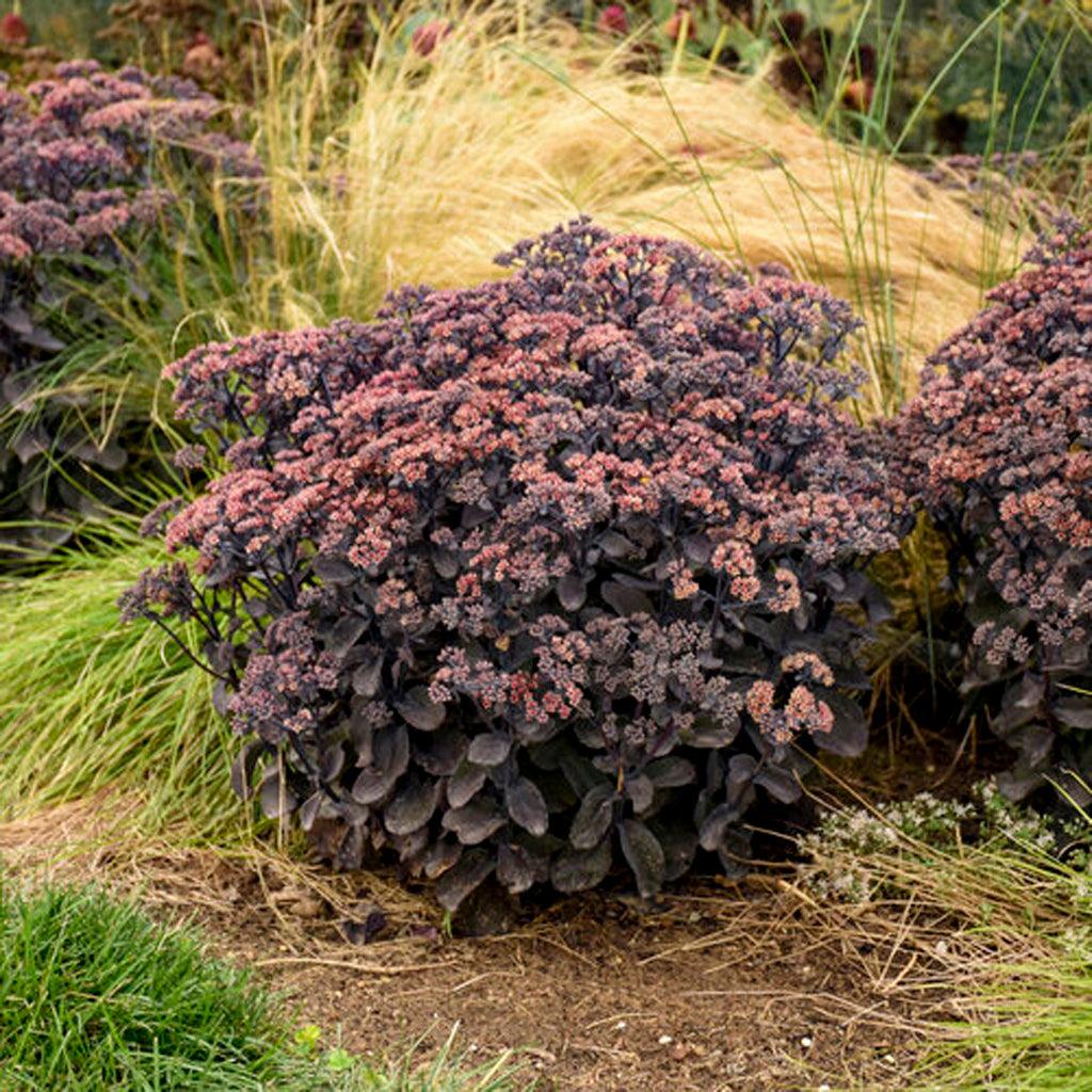 This plant produces beautiful blooms consisting of cream petals with eye-catching red centers, adding a pop of color to its dark foliage. Not only is it visually stunning, but Rock &#39;N Grow® Black in Black Stonecrop also attracts beneficial pollinators such as bees and butterflies, making it a valuable addition to any garden. 