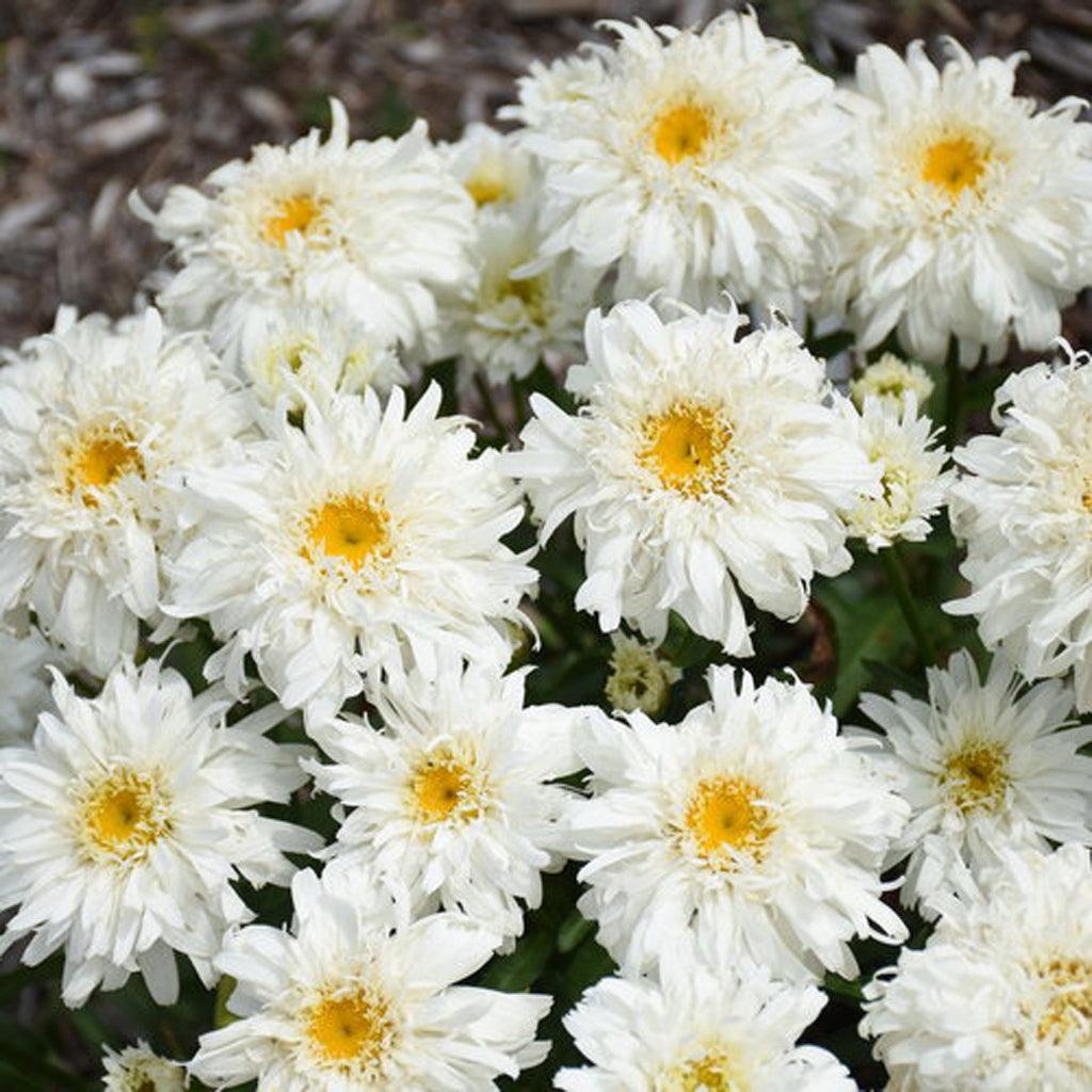 Amazing Daisies® Marshmallow Shasta Daisy is a delightful perennial that showcases large, fully double bright white flowers, creating a stunning display in the garden. The abundance of blooms not only adds beauty but also attracts beneficial pollinators such as bees and butterflies, making it a valuable addition to any pollinator-friendly garden. Thriving in full sun, this Shasta Daisy thrives in bright and sunny conditions, ensuring optimal growth and flowering.