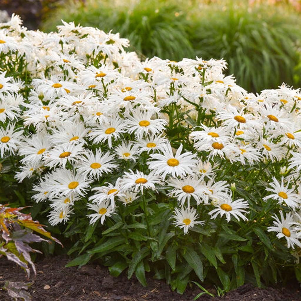 This variety not only adds a touch of elegance to the garden but also attracts beneficial pollinators such as bees and butterflies with its lovely blooms. Thriving in full sun, this Shasta Daisy enjoys bright and sunny conditions, ensuring optimal growth and abundant flowering. With a mature height of 60cm and a spread of 55cm, it forms a compact and well-rounded habit, making it suitable for borders, containers, or mixed perennial beds.