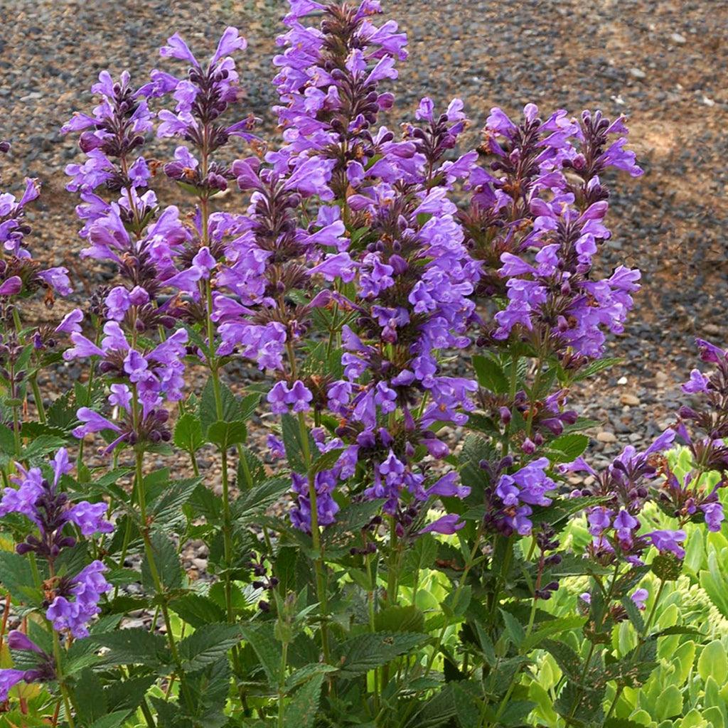 Blue Dragon Catmint