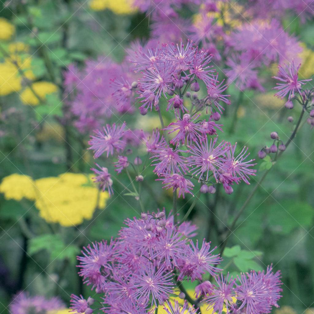 The Black Stockings Meadow Rue, or Thalictrum &#39;Black Stockings,&#39; is a versatile perennial that thrives in full sun to partial shade. It is ideal for mass plantings and attracts butterflies to the garden. With its striking appearance and fragrance, it also makes a great choice as a cutting flower or as a specimen plant. Ideal for zones 5-9, spreading 30cm to 60cm. 
