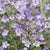 The Marvelette Blue Calamint, a charming and versatile addition to your garden. This herbaceous perennial showcases clusters of delicate, tubular flowers in a stunning shade of blue, creating a striking display of color. The flowers attract butterflies and other pollinators, bringing life and movement to your outdoor space. With its compact growth habit and attractive foliage, the Marvelette Blue Calamint adds visual interest even when not in bloom. 