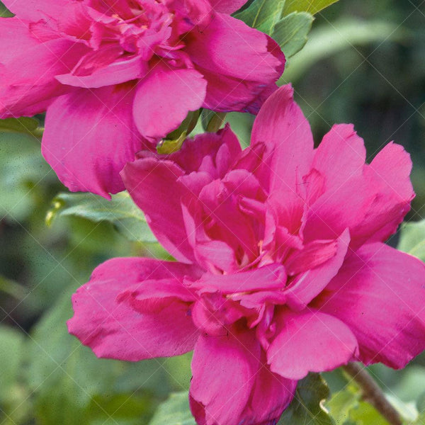 Hibiscus syriacus Pink Chiffon® tree form Rose of Sharon from Home Nursery