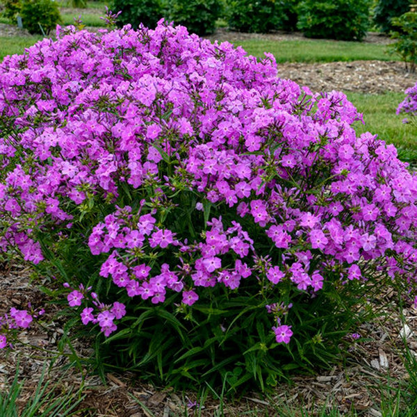 Opening Act Romance Hybrid Phlox Pw® # 1 PW Cont - Sheridan Nurseries