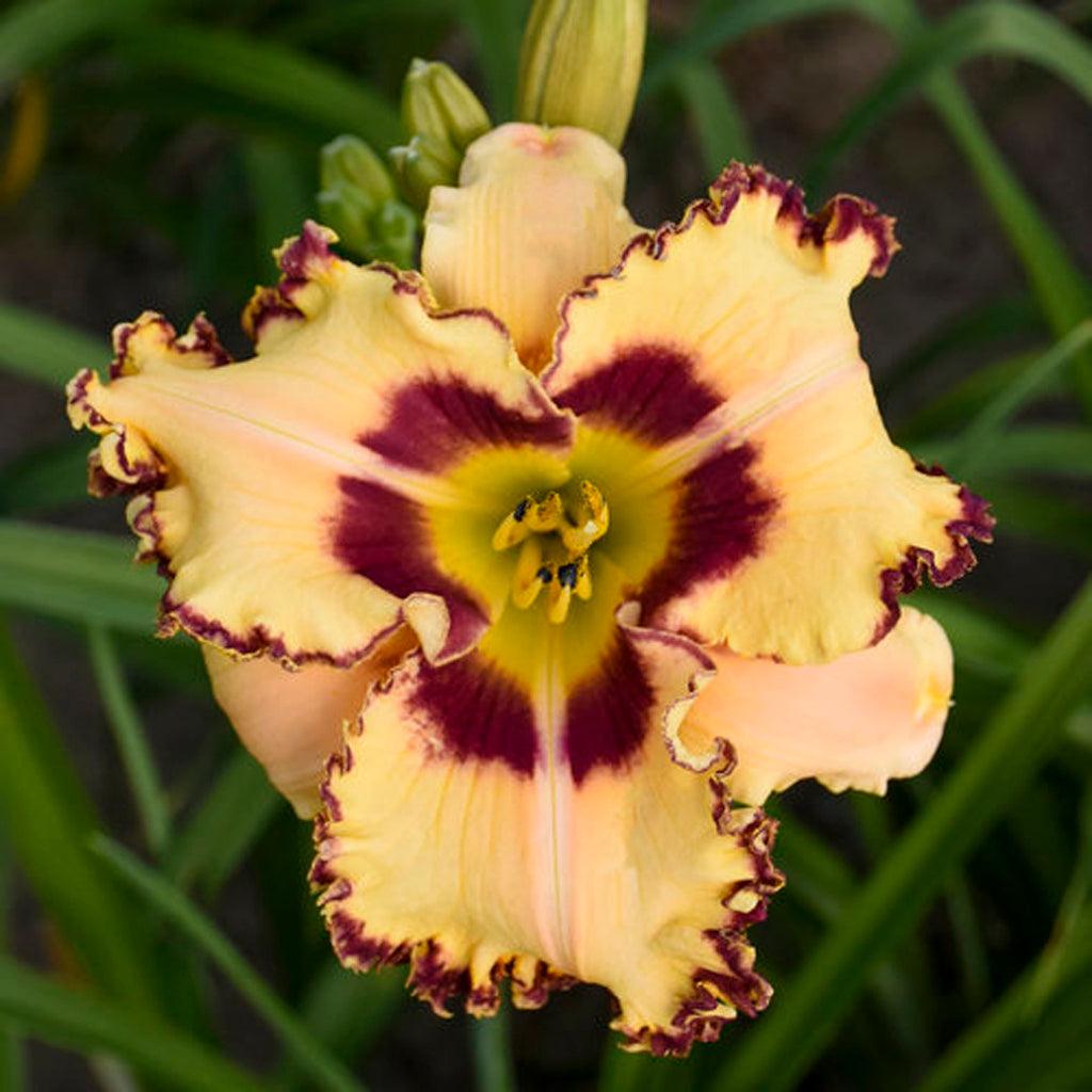 The Rainbow Rhythm® King Of The Ages Daylily is a stunning perennial plant that adds a touch of elegance to any garden. Its blossoms feature a beautiful blend of butter-yellow, peach, and apricot hues, accented by a striking burgundy red eye. These vibrant flowers not only create a visually appealing display but also attract bees, butterflies, and hummingbirds, making it a pollinator-friendly choice for your garden. 