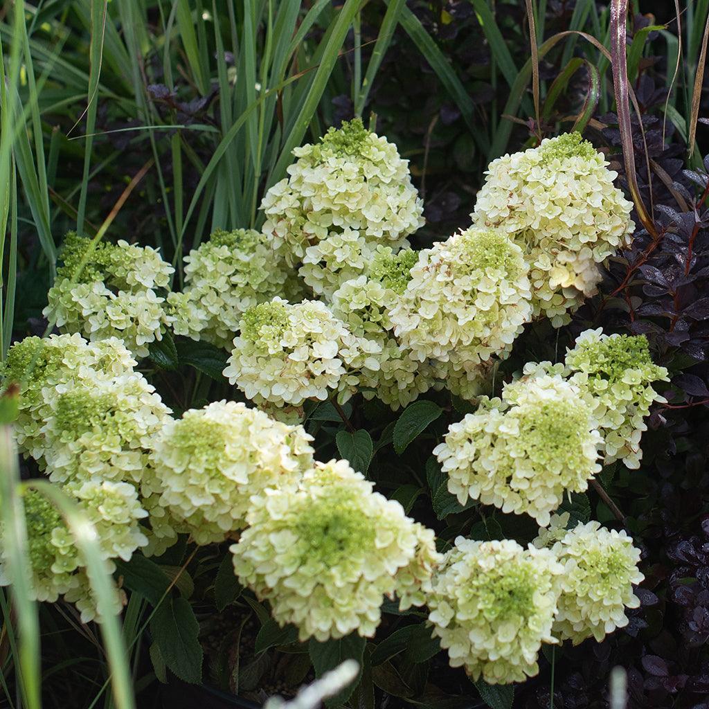 Little Hottie® Panicle Hydrangea #2 FE® Container