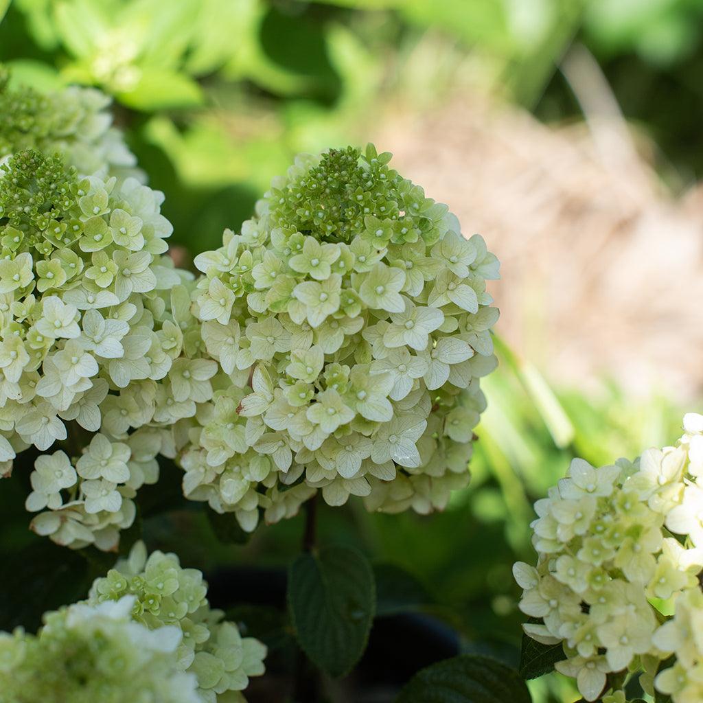 Little Hottie® Panicle Hydrangea #2 FE® Container