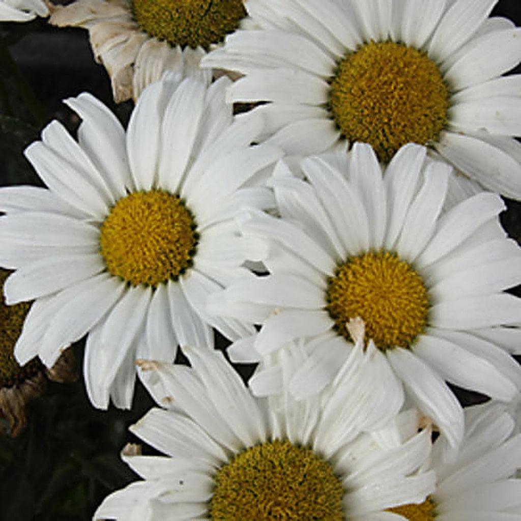 Amazing Daisies® Daisy May® Shasta Daisy Pw® # 2 PW Cont