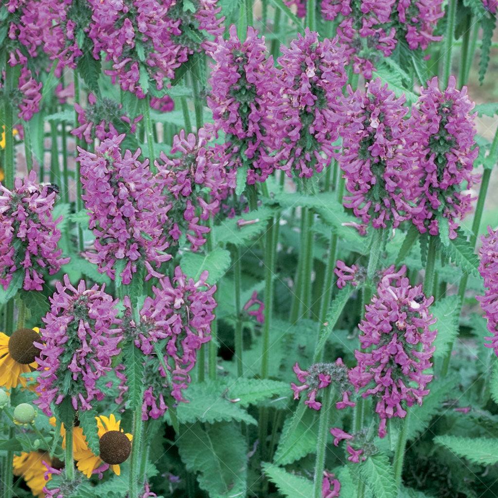 This Betony variety features slender, upright stems adorned with clusters of delicate, tubular flowers in shades of purple. The flowers bloom abundantly in the summer, creating a lovely display of colors and attracting butterflies and pollinators. With its compact growth habit, the Summer Romance Betony is perfect for borders, rock gardens, or as a focal point in mixed plantings. Thriving in full sun to part shade, this plant is adaptable to different light conditions.