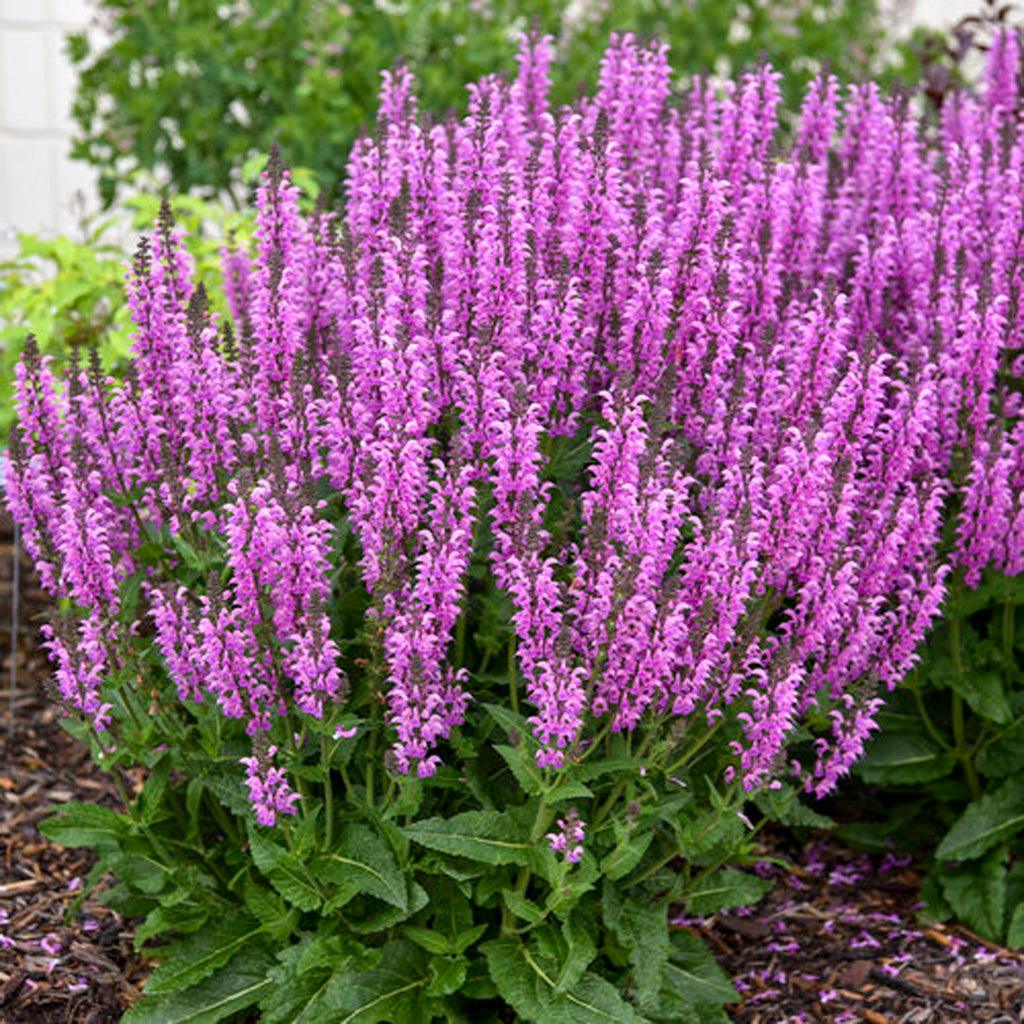 Color Spires® Back To The Fuchsia Perennial Sage # 1 PW Con