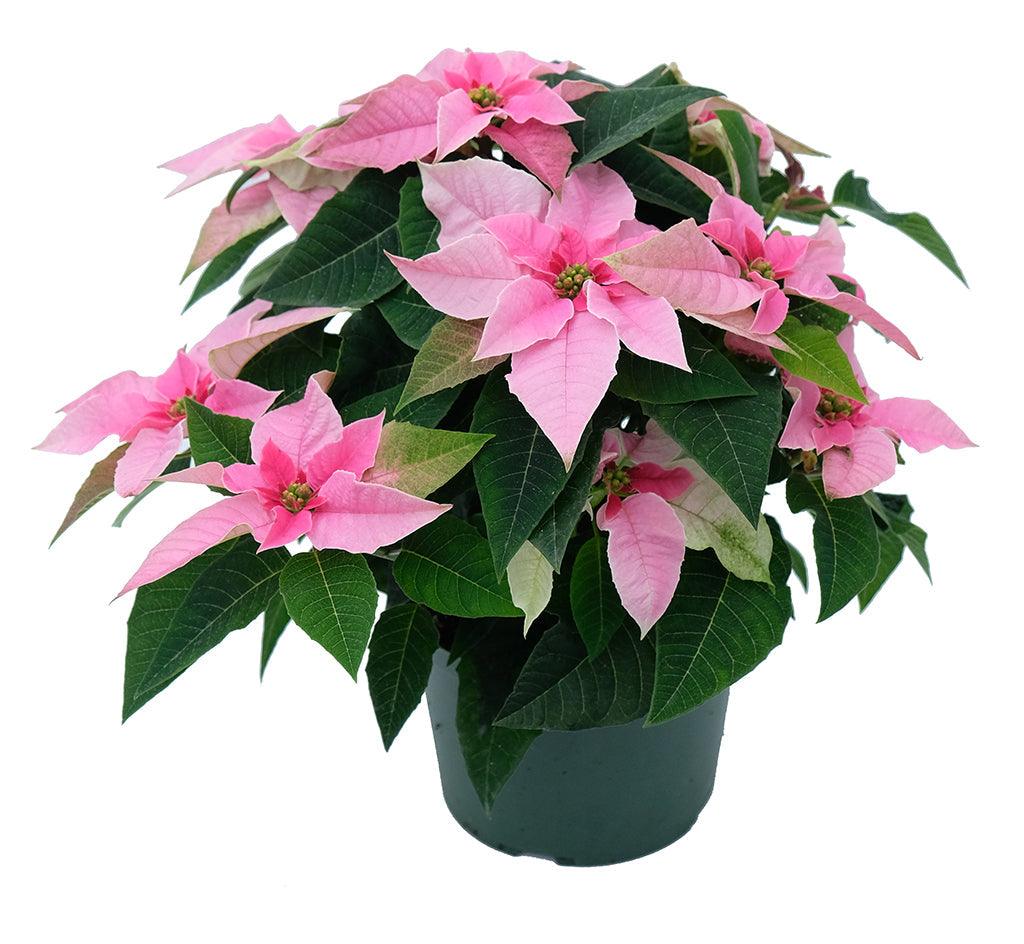 Poinsettia Euphorbia Pulcherrima &#39;J&#39;Adore Soft Pink&#39;