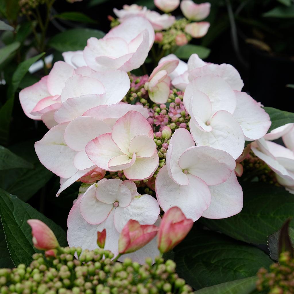 Game Changer® Picotee Hydrangea