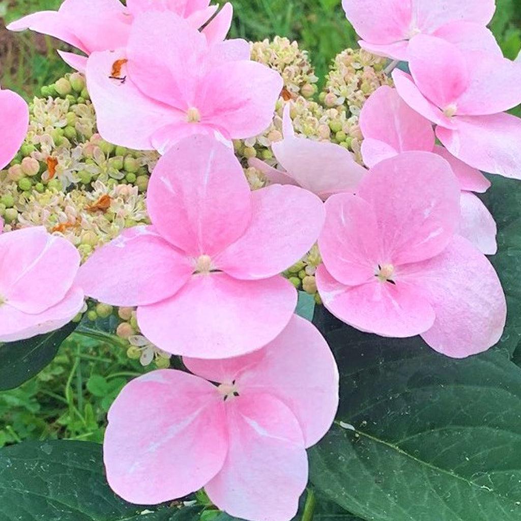 Game Changer® Pink Bigleaf Hydrangea