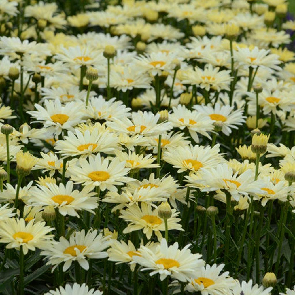 The Amazing Daisies® Banana Cream II Shasta Daisy is a delightful perennial that showcases beautiful lemon yellow flower buds that gradually open to reveal creamy white flowers. This color transformation adds a touch of elegance to your garden and creates a stunning display. With its long bloom time, you can enjoy the beauty of these flowers for an extended period. 