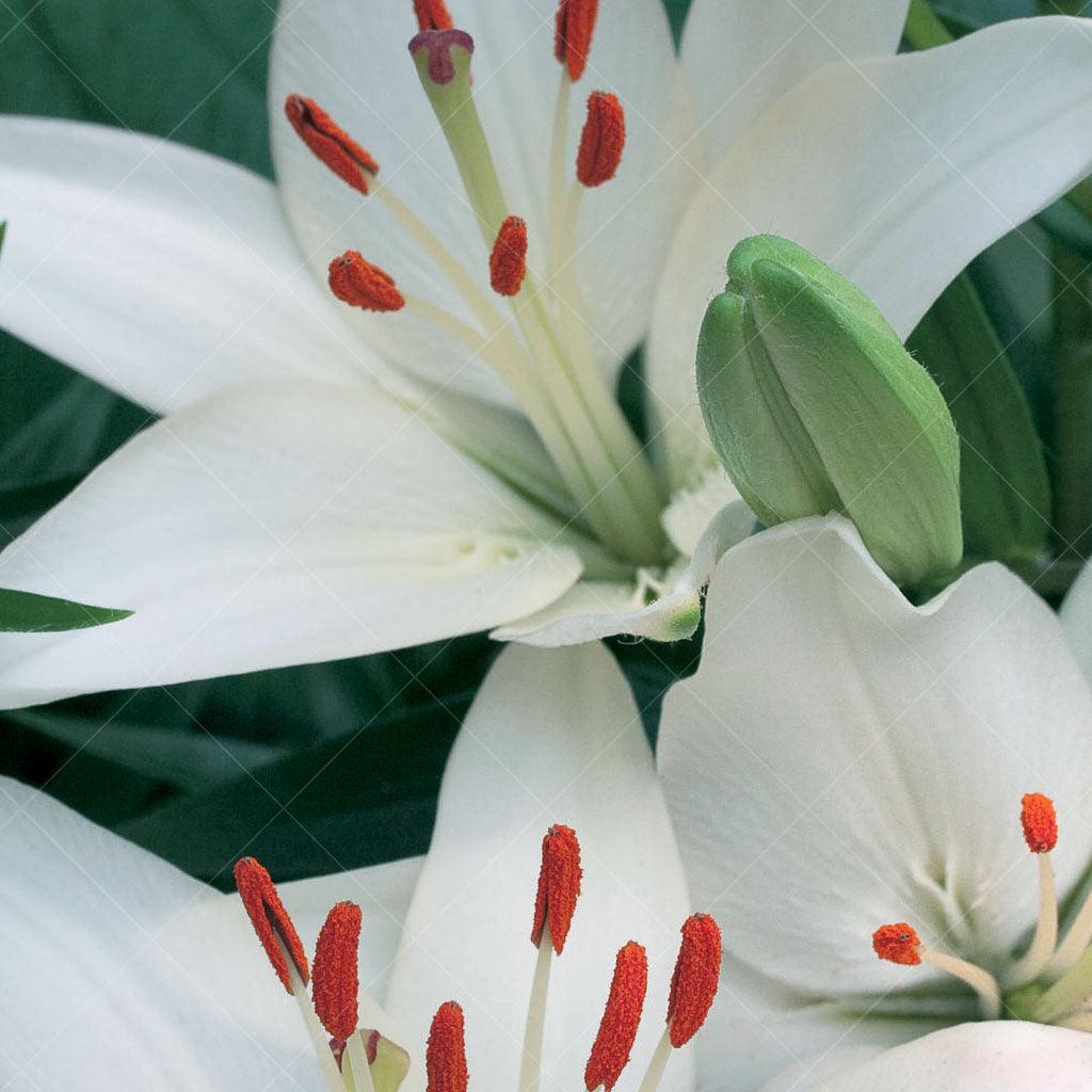 Asiatic Lily - Tiny Crystal Dwarf