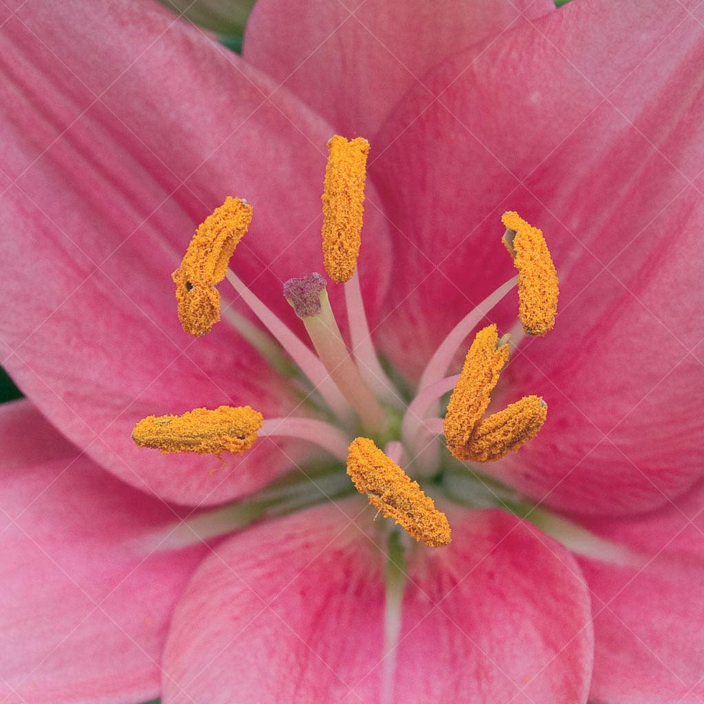 Asiatic Lily - Tiny Icon