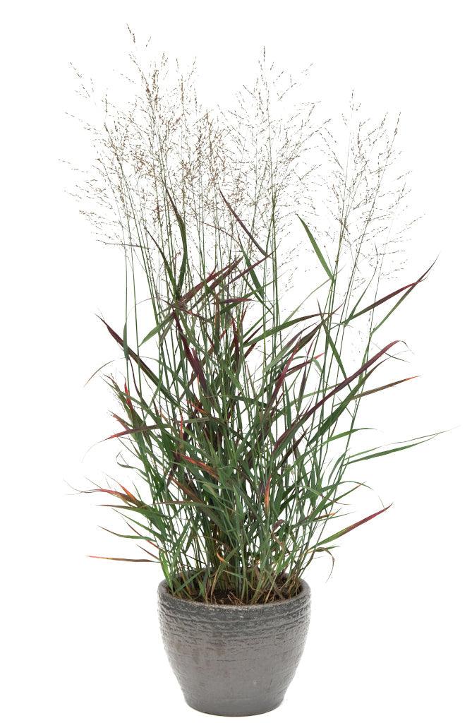 This captivating ornamental grass boasts abundant burgundy panicles that burst into bloom from mid-summer through fall, creating a stunning display of color and texture. The foliage of this switch grass showcases a captivating blend of blue, green, and purple tones, adding depth and visual interest to your landscape.