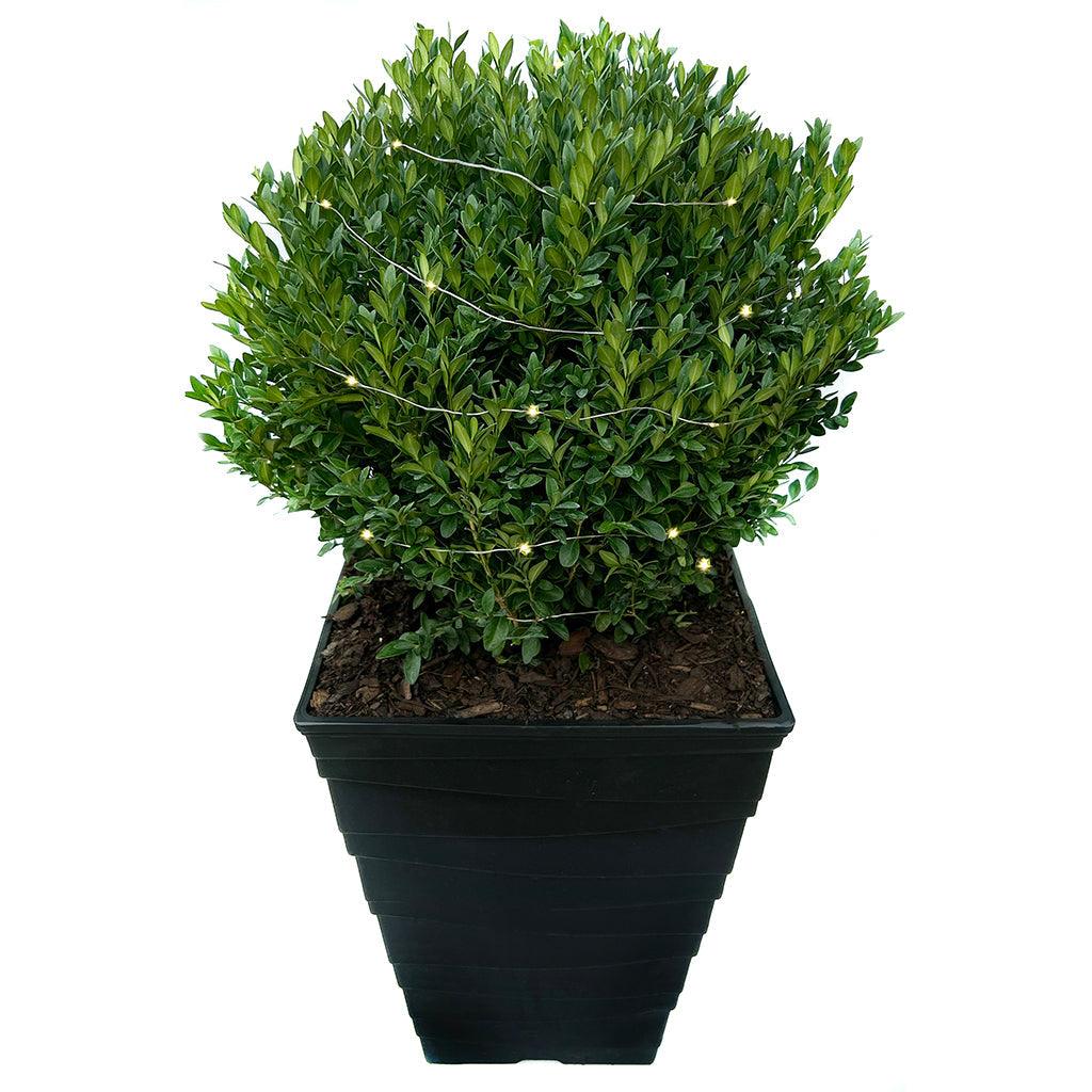 Green Velvet® Boxwood Winter Planter with Lights
