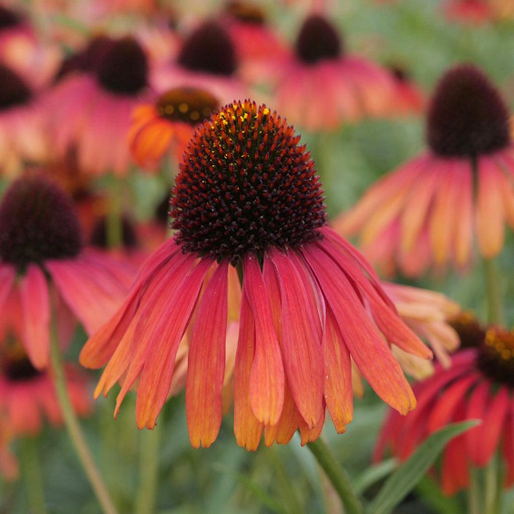 Butterfly™ Postman™ Coneflower