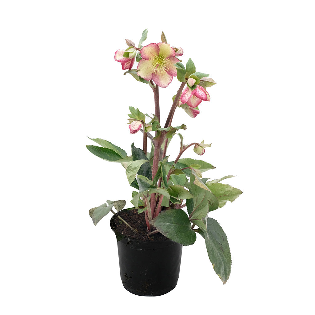 Gold Collection® Ice n' Roses® Dark Picotee Lenten Rose