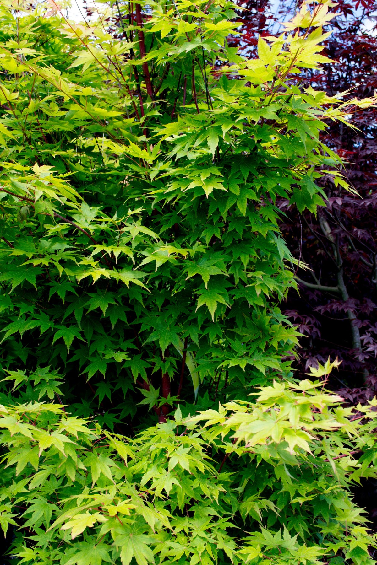 Sango Kaku Japanese Maple