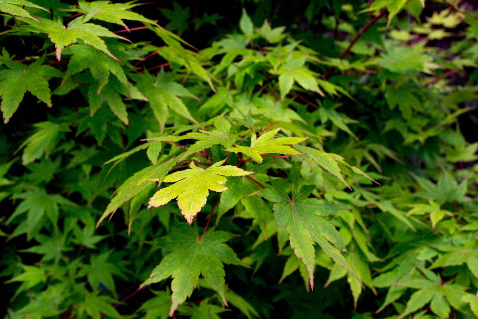 Sango Kaku Japanese Maple