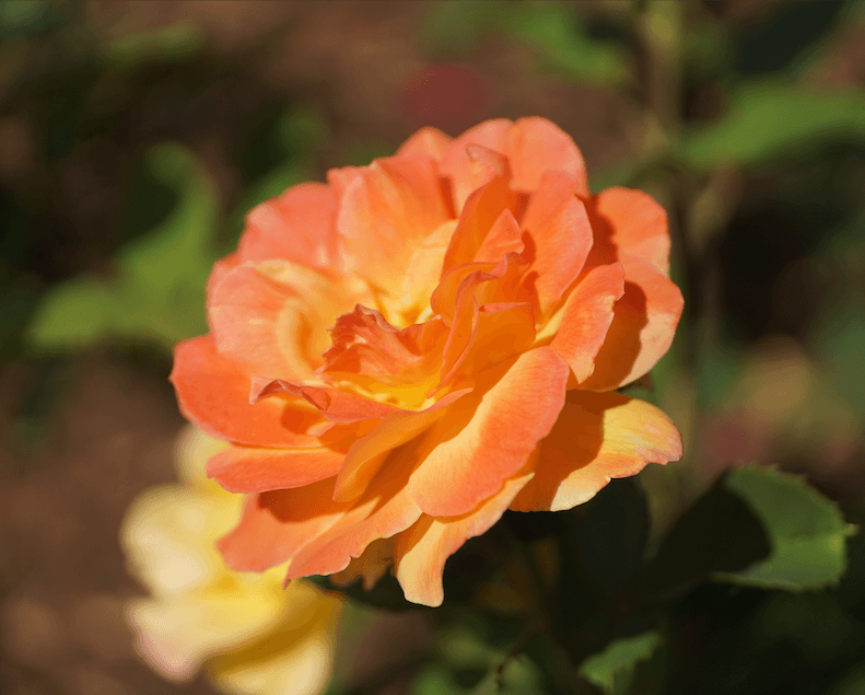 Strike it Rich Grandiflora Rose