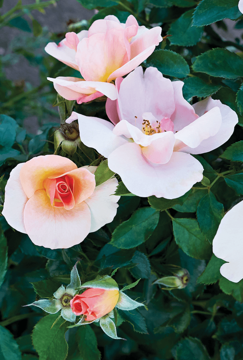 Chinook Sunrise™ 49th Parallel Collection Rose