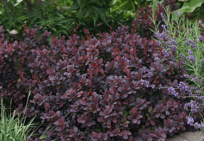 Compact, velvety foliage that transforms from vibrant purple to gorgeous in the spring through fall. With its tolerance for dry conditions, this Dwarf shrub thrives in full sun and is perfect for growing zones 4-8.