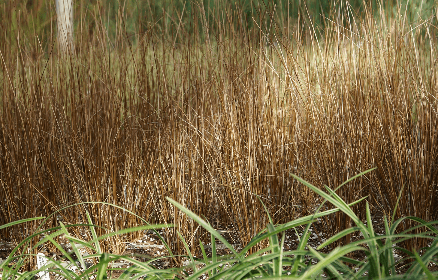 Red Rooster Sedge