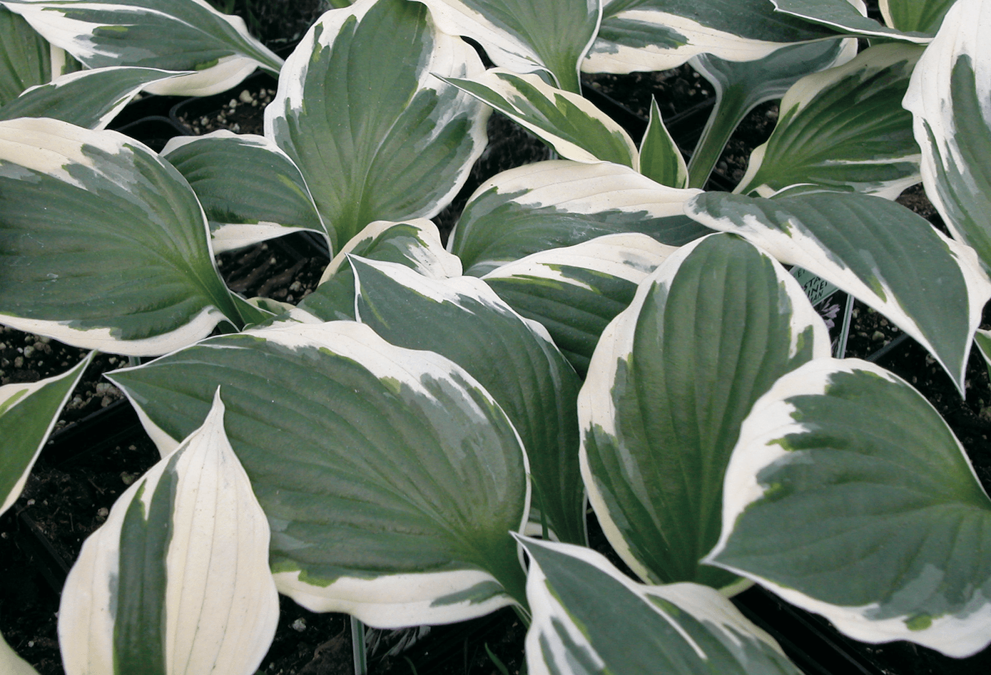With its attractive foliage and compact growth habit, it is well-suited for various garden applications. Whether used for mass plantings, ground cover, container gardening, or as a specimen plant, the Minuteman Hosta adds beauty and texture to any landscape. Spreads 60cm, suitable for zone 2. Its lush leaves, featuring a striking green color with crisp white margins, create a visually appealing contrast.