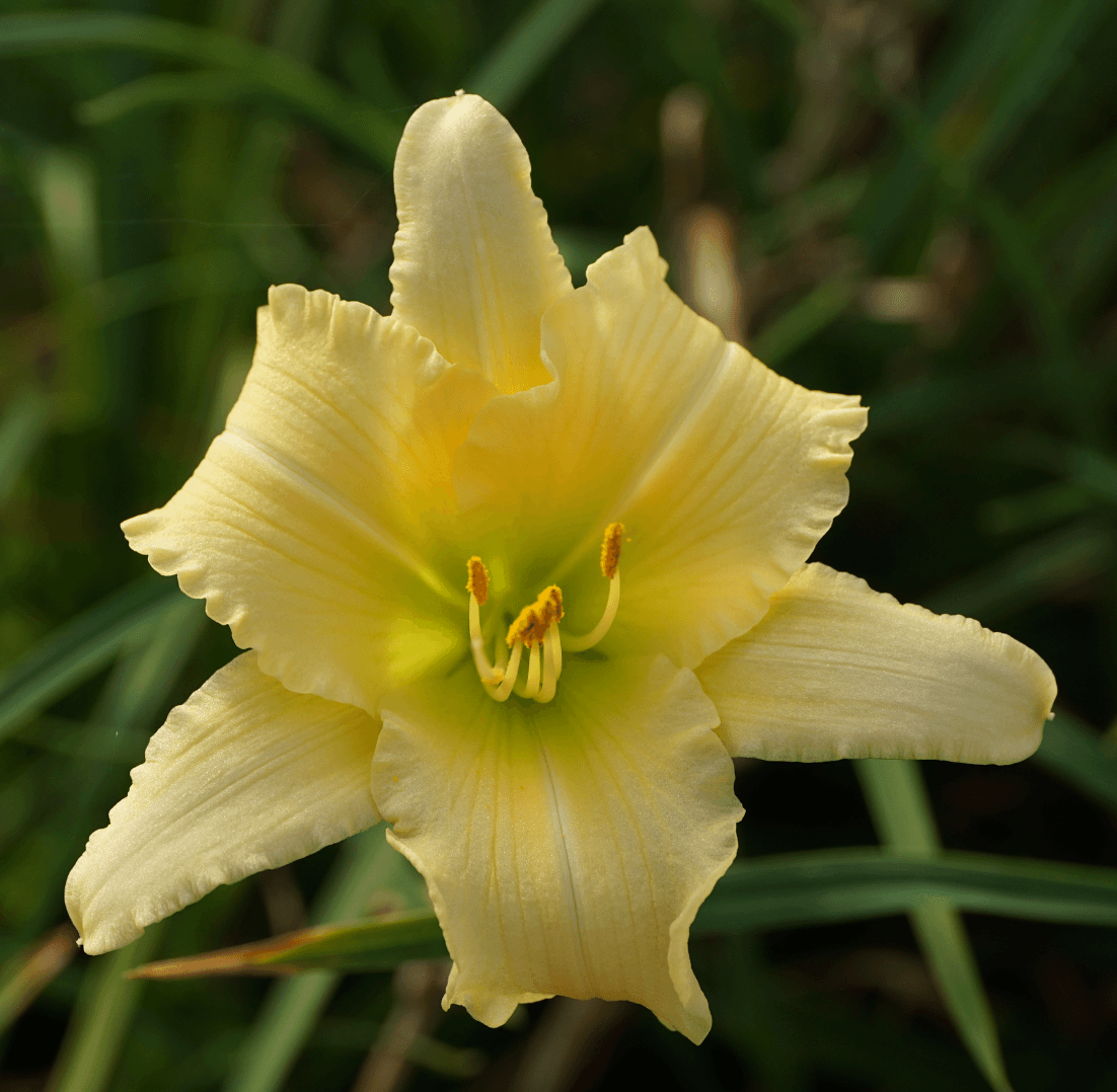Never Ending„¢ Butter Cream Daylily