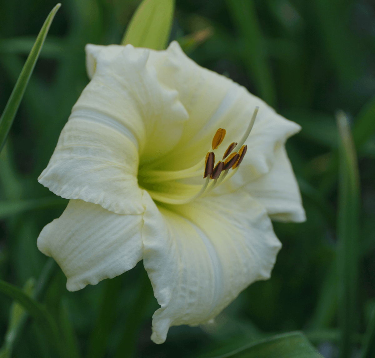 Joan Senior Daylily