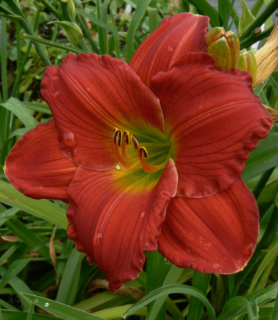 Red Hot Returns Daylily