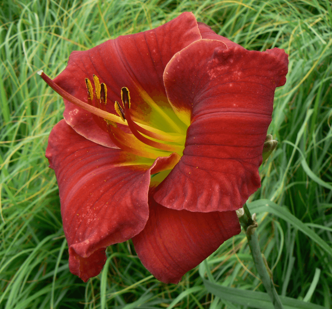 Funny Valentine Daylily